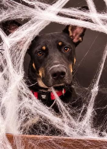 Enlarge Mable Kay, a Adoptable mixed breed in Racine, WI image 2/3