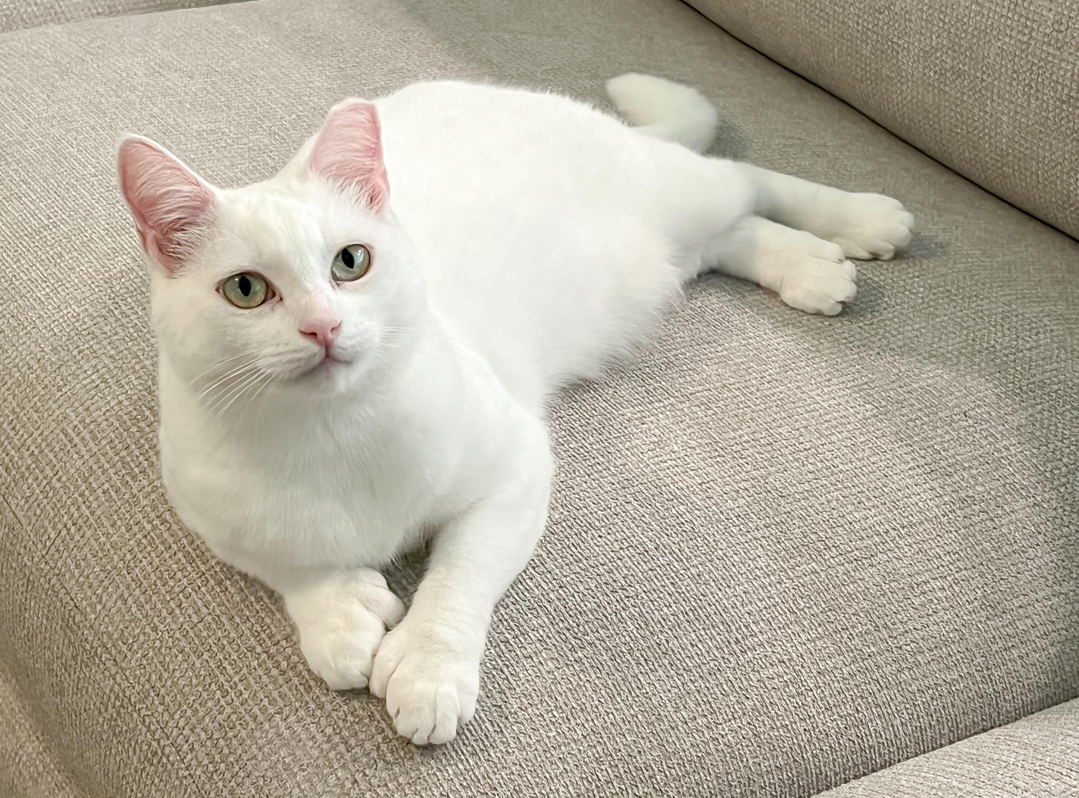 Beanie, adopted, Young Female Extra-Toes Cat / Hemingway Polydactyl.