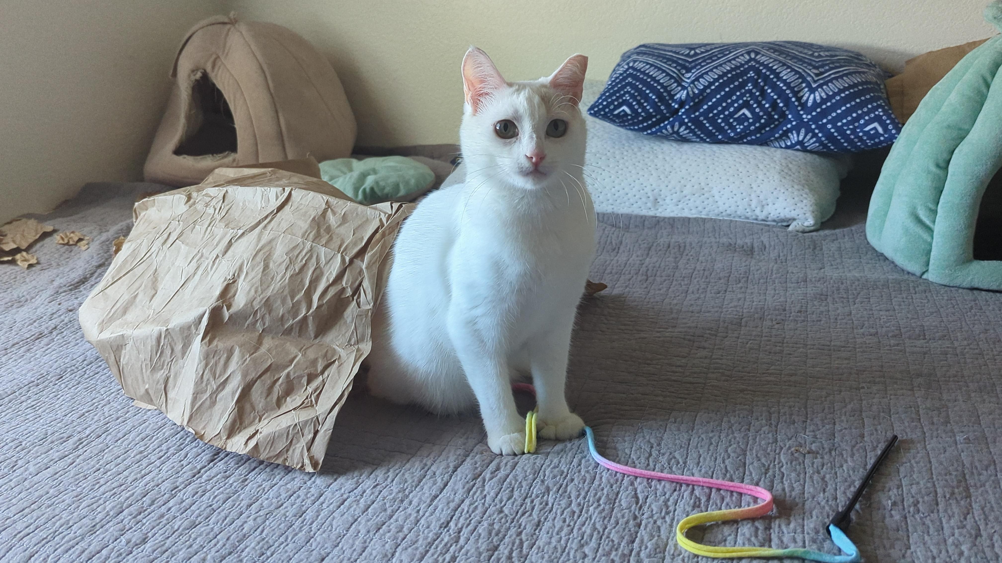 Beanie, an adopted Extra-Toes Cat / Hemingway Polydactyl in Sacramento, CA image 2/5