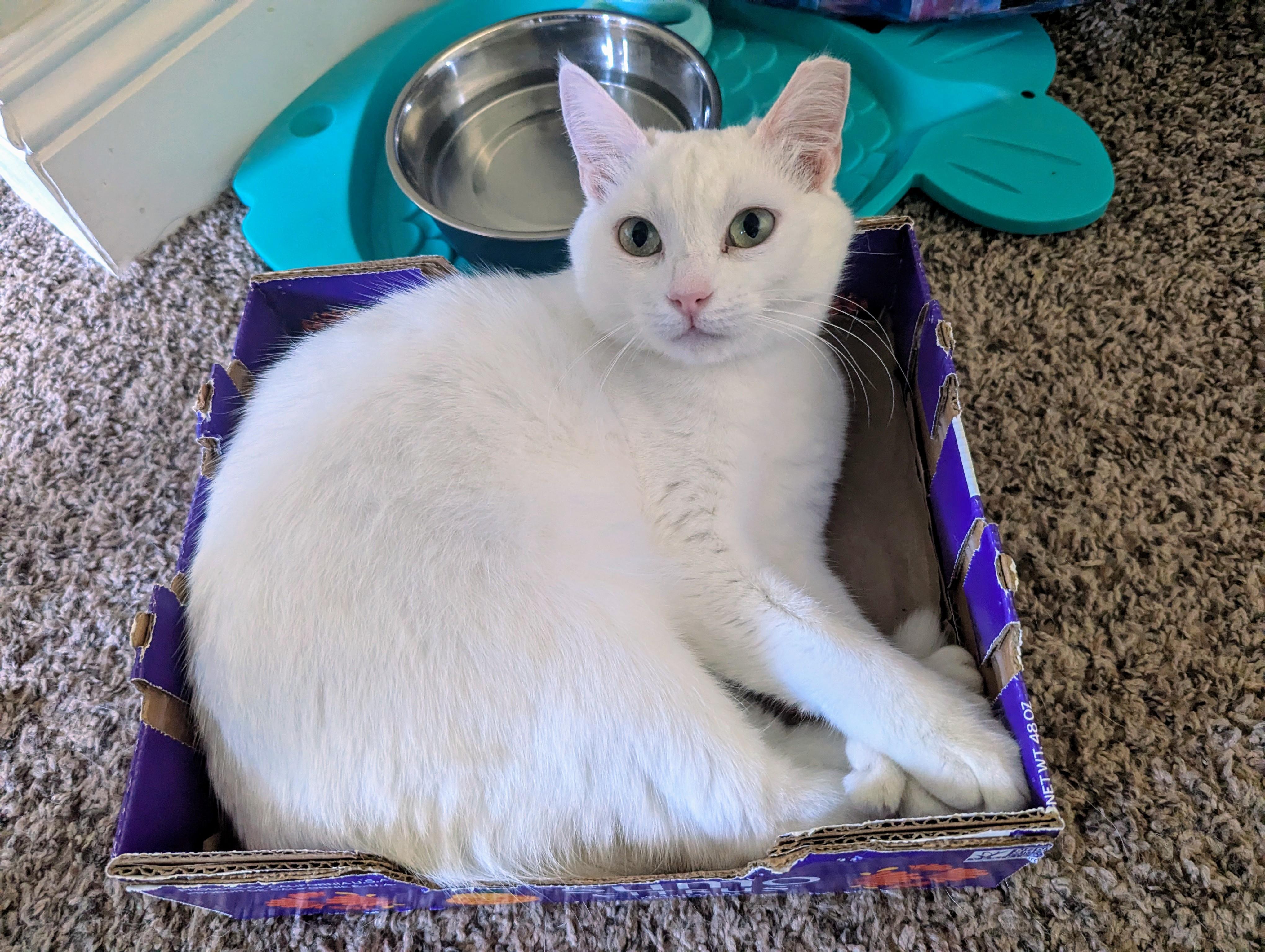 Beanie, an adopted Extra-Toes Cat / Hemingway Polydactyl in Sacramento, CA image 4/5