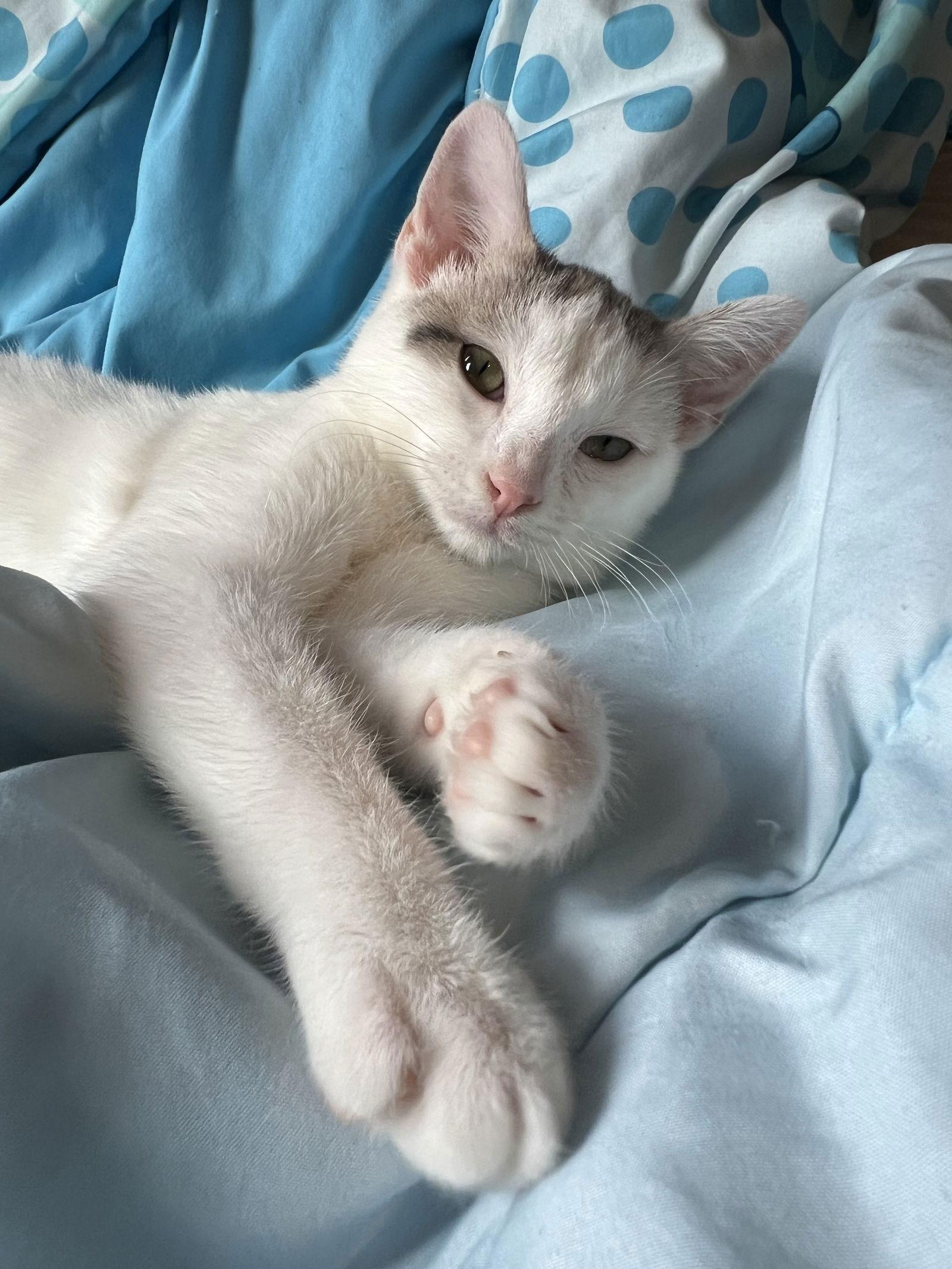 Enlarge Julia, a Adopted Domestic Short Hair in Crystal, MN image 1/1