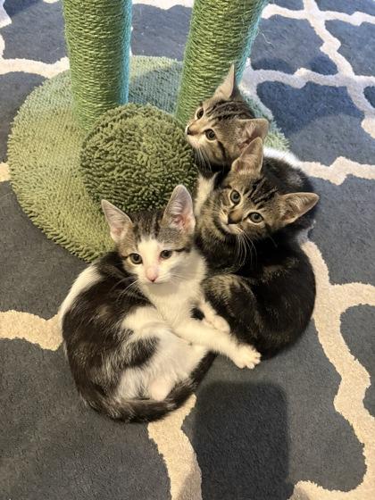 Shasta, Adoptable, Kitten Female Domestic Short Hair & Domestic Short Hair.