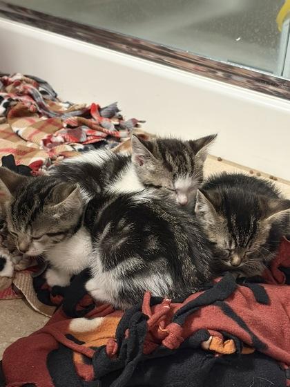 Enlarge Shasta, a Adoptable mixed breed in Pleasanton, CA image 2/3