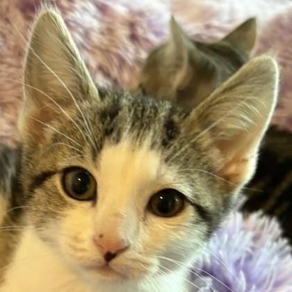 Enlarge Shasta, a Adoptable mixed breed in Pleasanton, CA image 3/3