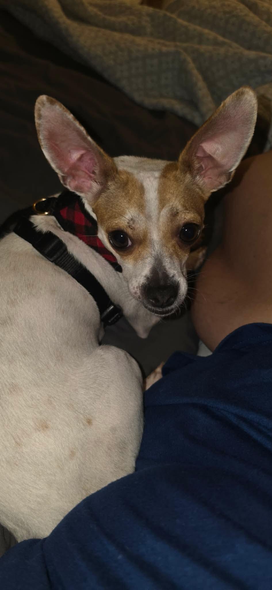 Enlarge Betsy Ross, a Adoptable Mixed Breed in De Pere, WI image 2/3