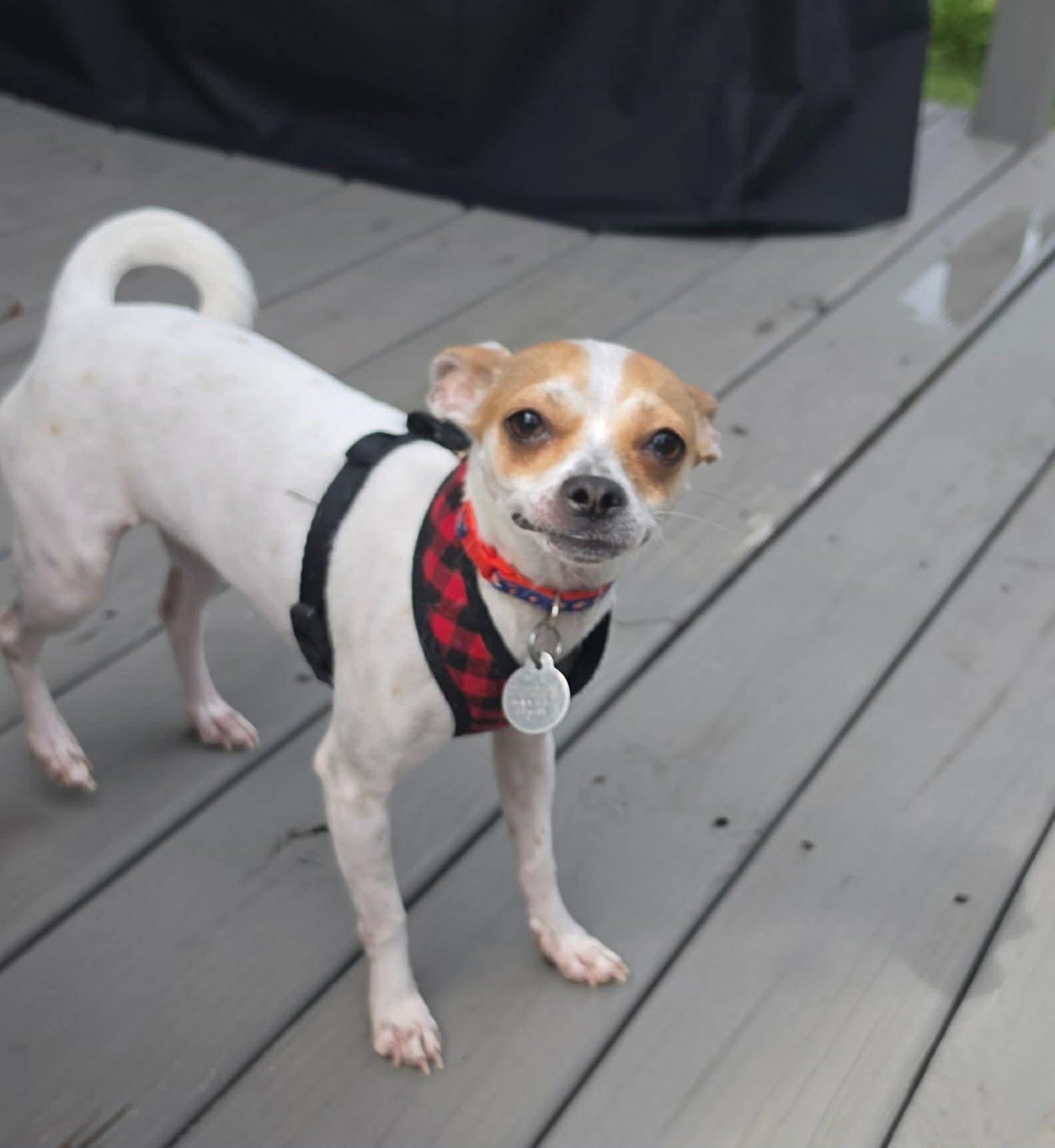 Betsy Ross, Adoptable, Adult Female Mixed Breed.