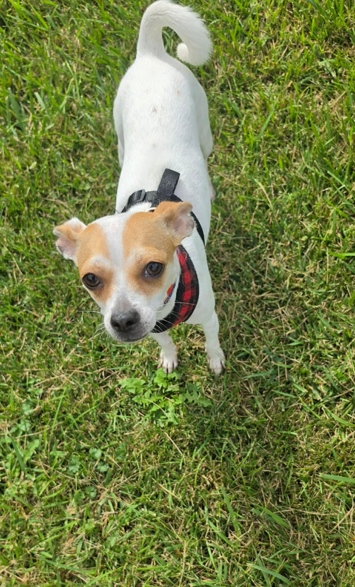 Enlarge Betsy Ross, a Adoptable Mixed Breed in De Pere, WI image 3/3