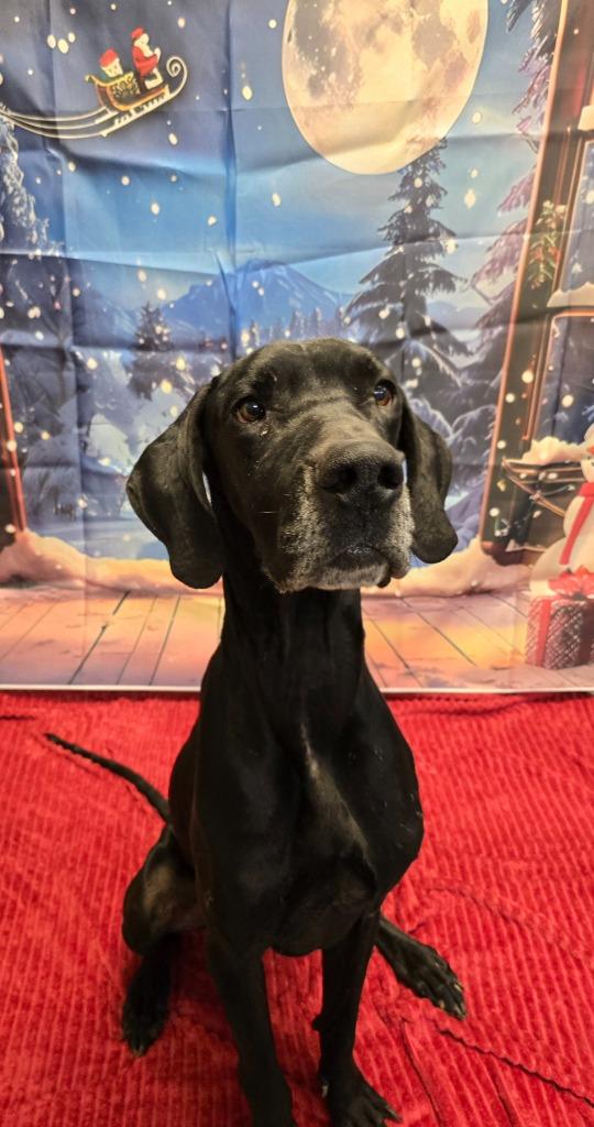 Rambo, Adoptable, Adult Male Great Dane.