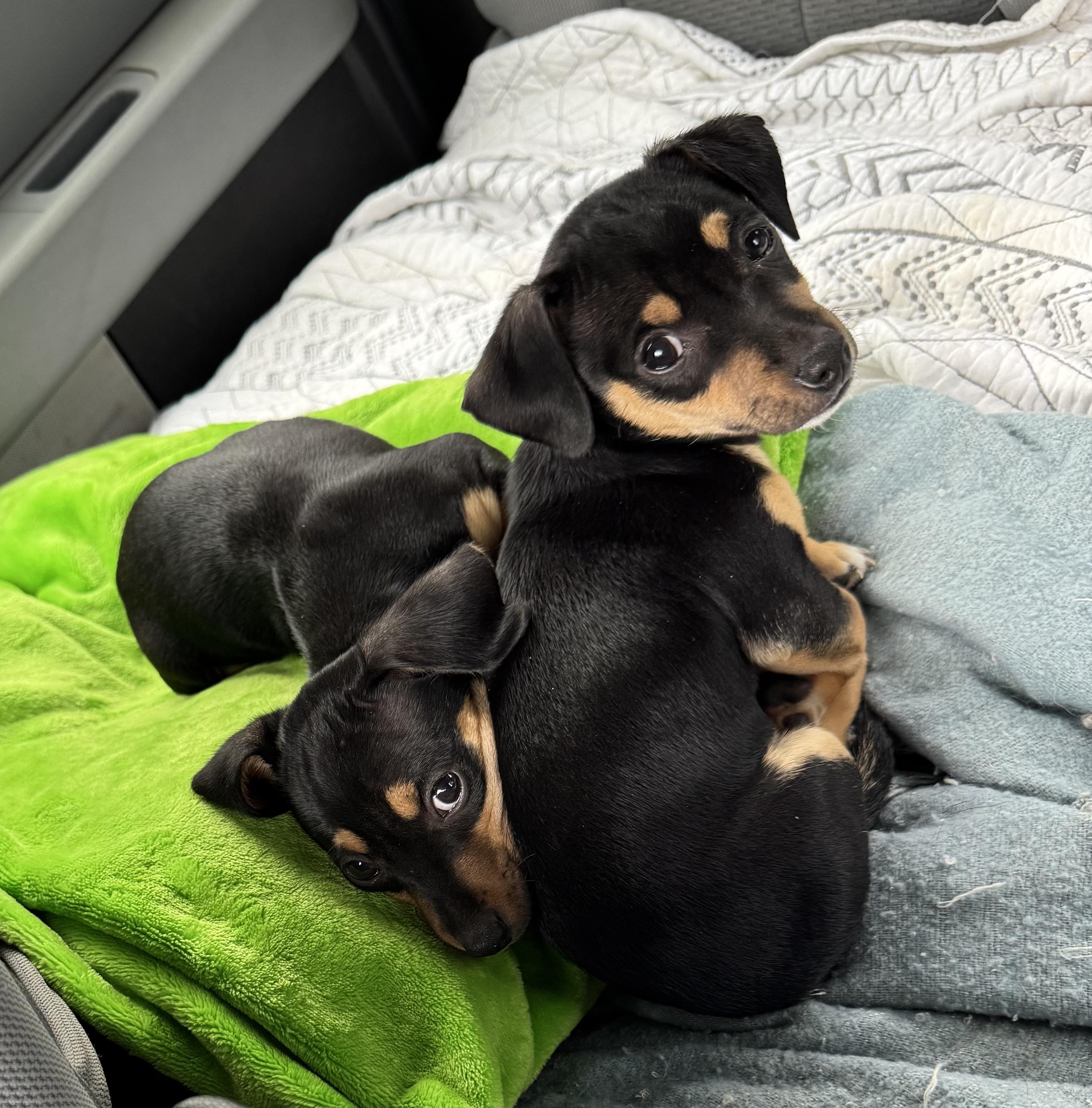 Enlarge Joseph and Benjamin , a ADOPTABLE mixed breed in Cumming, GA image 4/6