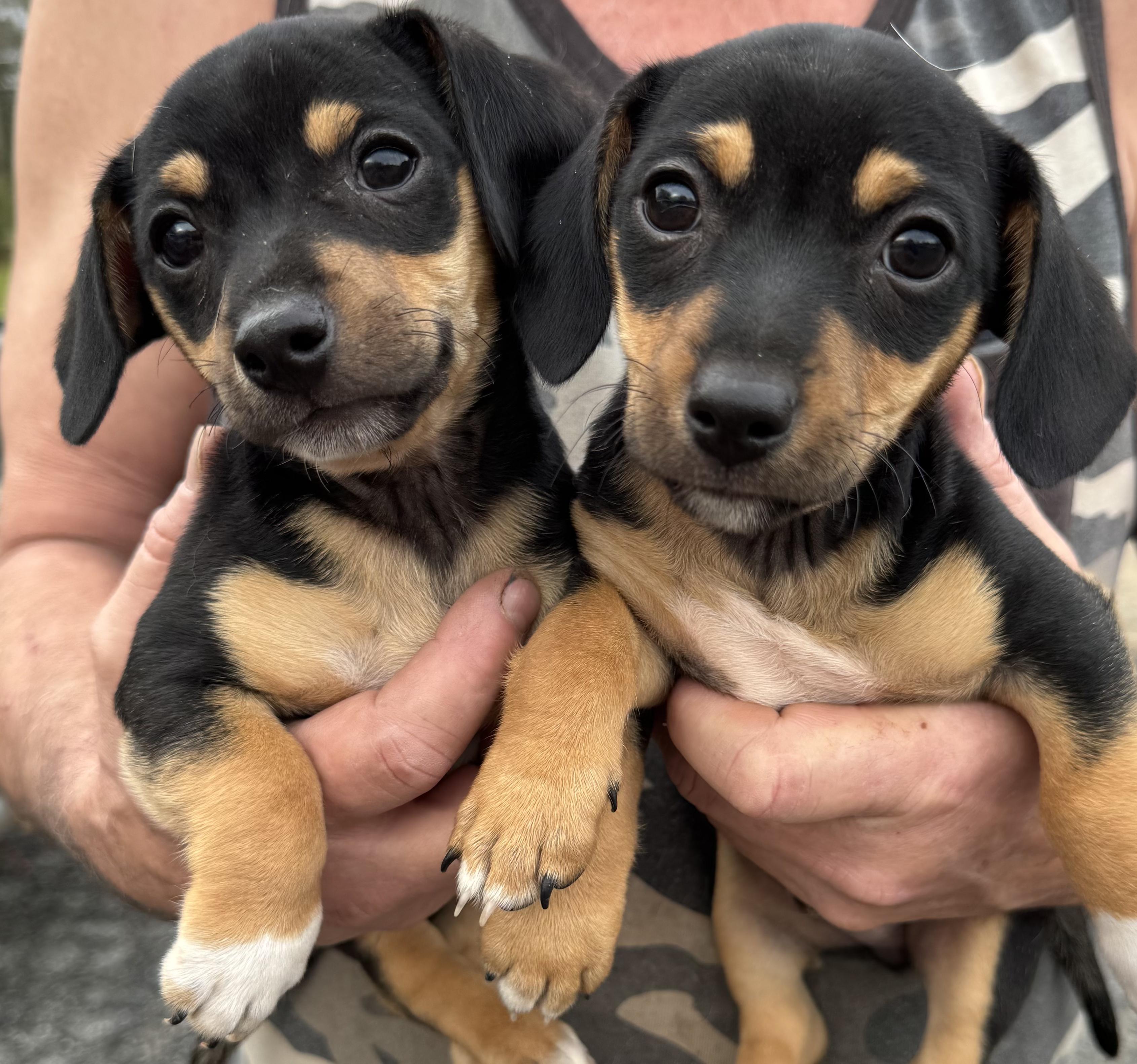 Enlarge Joseph and Benjamin , a ADOPTABLE mixed breed in Cumming, GA image 5/6