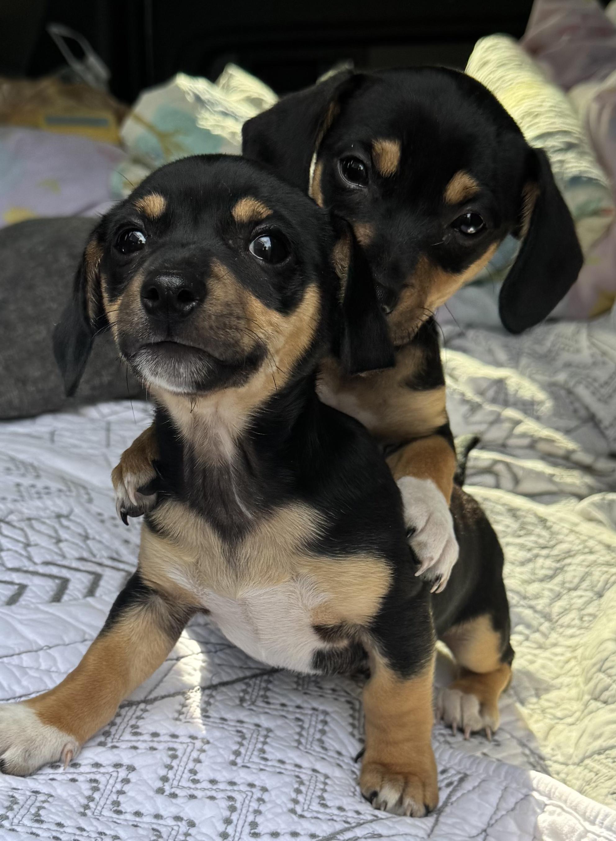 Enlarge Joseph and Benjamin , a ADOPTABLE mixed breed in Cumming, GA image 2/6