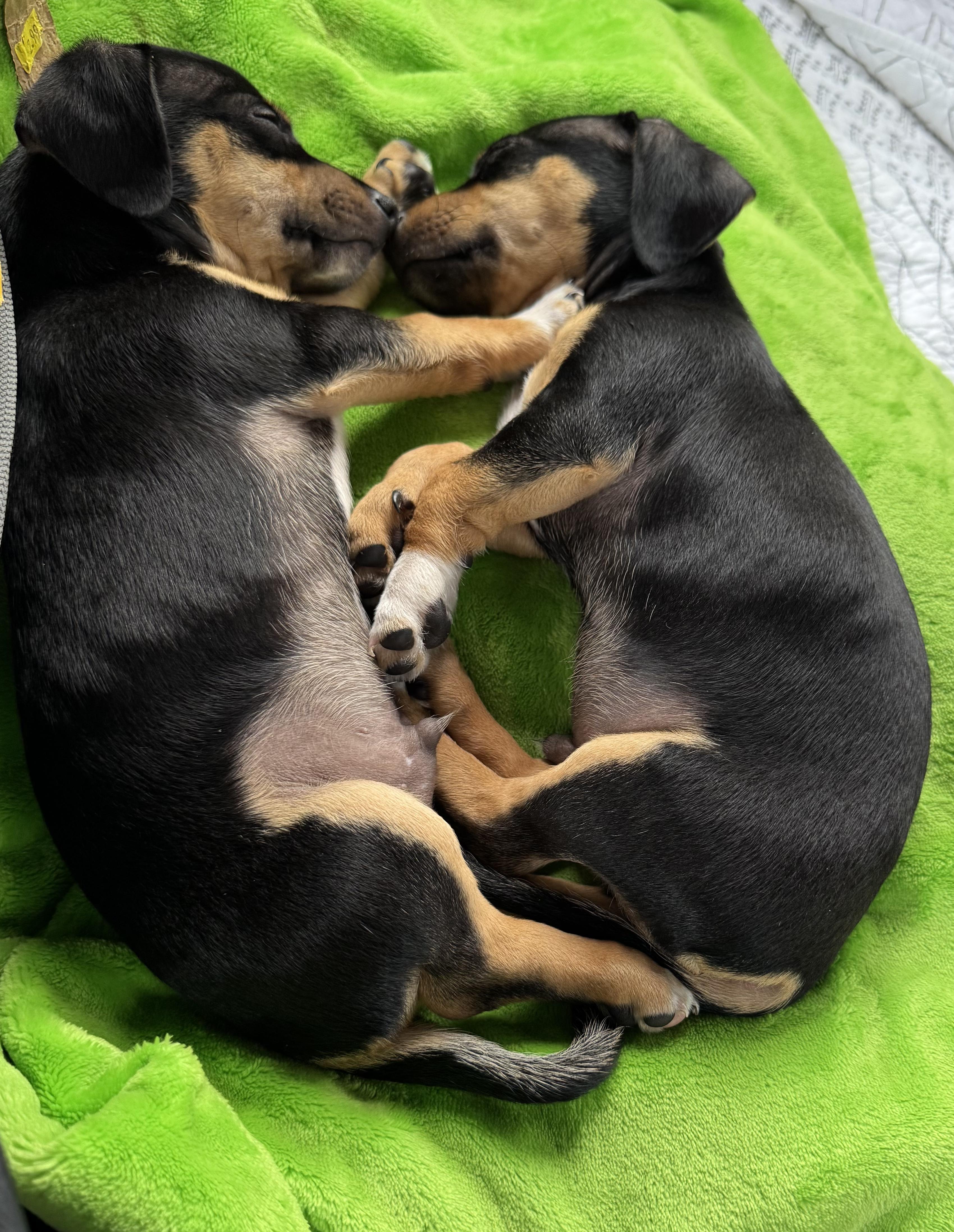 Enlarge Joseph and Benjamin , a ADOPTABLE mixed breed in Cumming, GA image 3/6