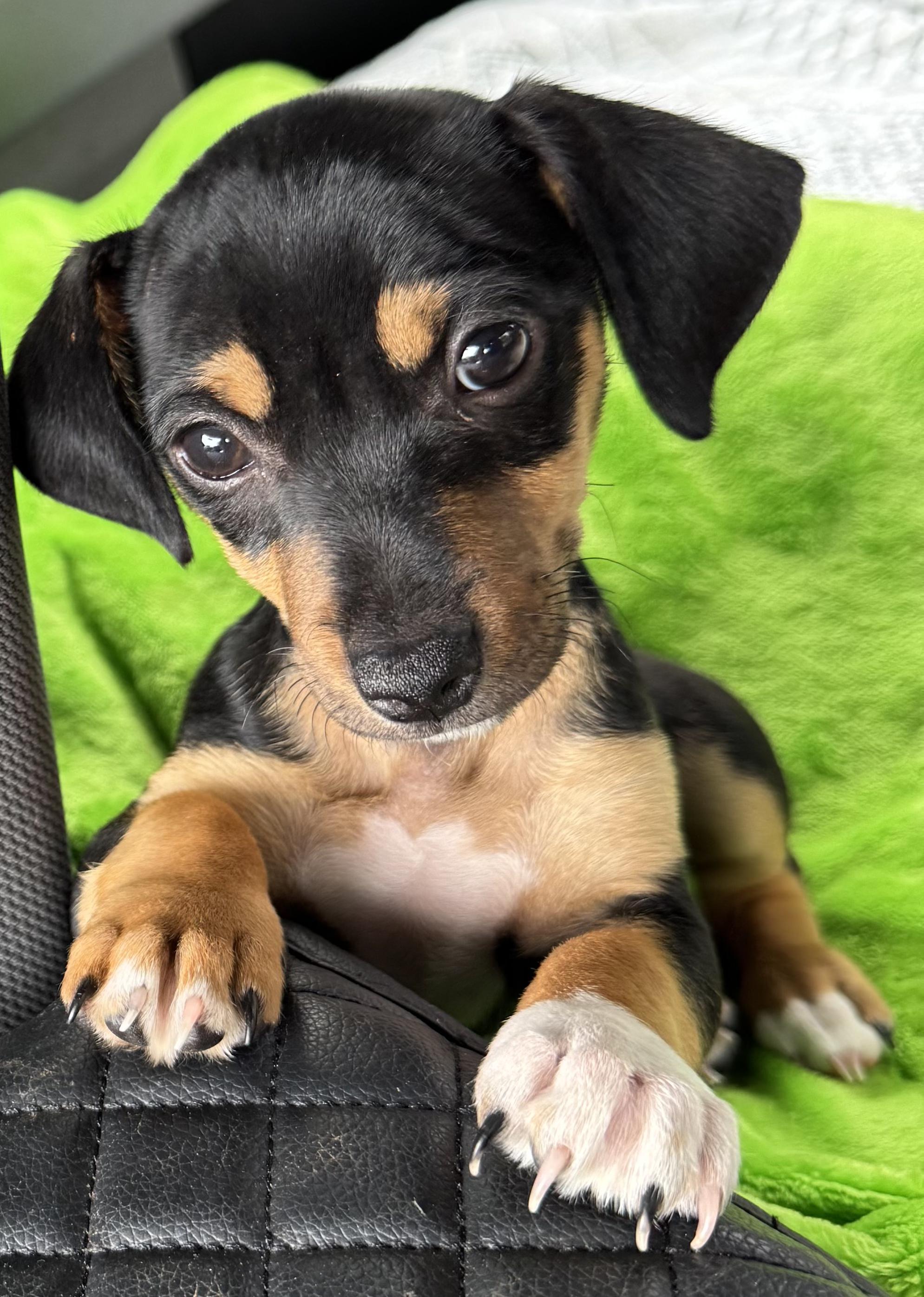 Joseph and Benjamin , ADOPTABLE, Puppy Male Chiweenie.