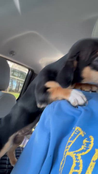 Enlarge Joseph and Benjamin , a ADOPTABLE mixed breed in Cumming, GA video 6/6