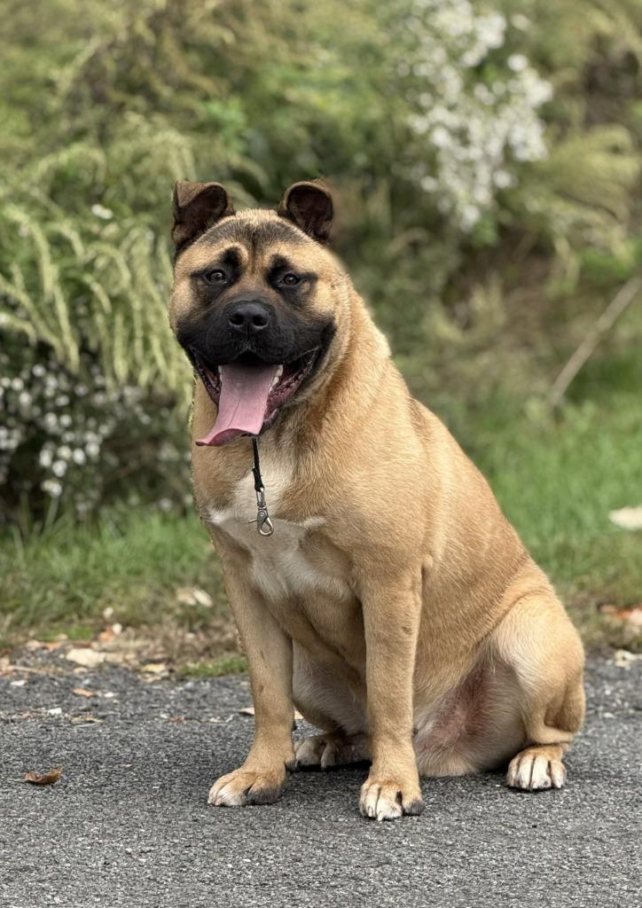 Enlarge Rocky, a Adoptable mixed breed in Pomona, NY image 1/1
