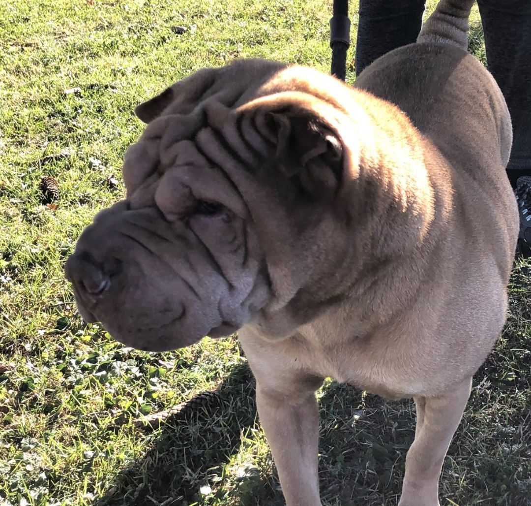 Annie, Adopted, Young Female Shar-Pei.