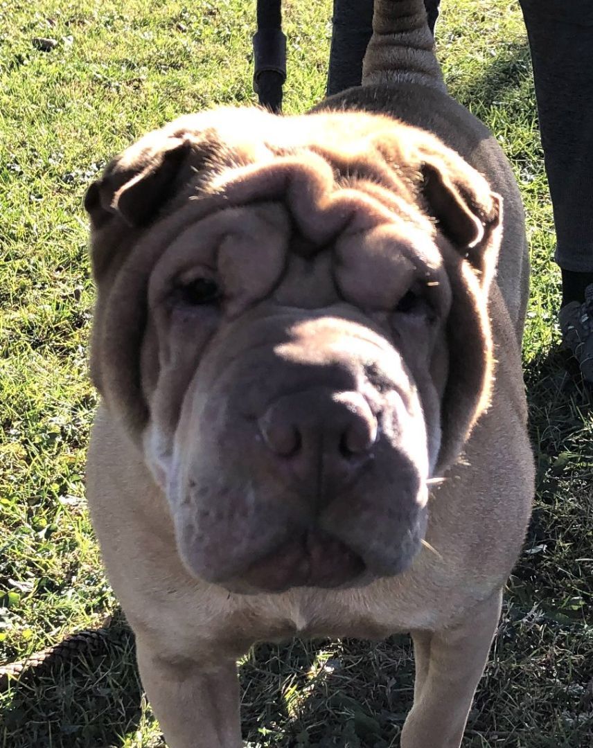 Annie, a Adopted Shar-Pei in Lancaster, PA image 2/6