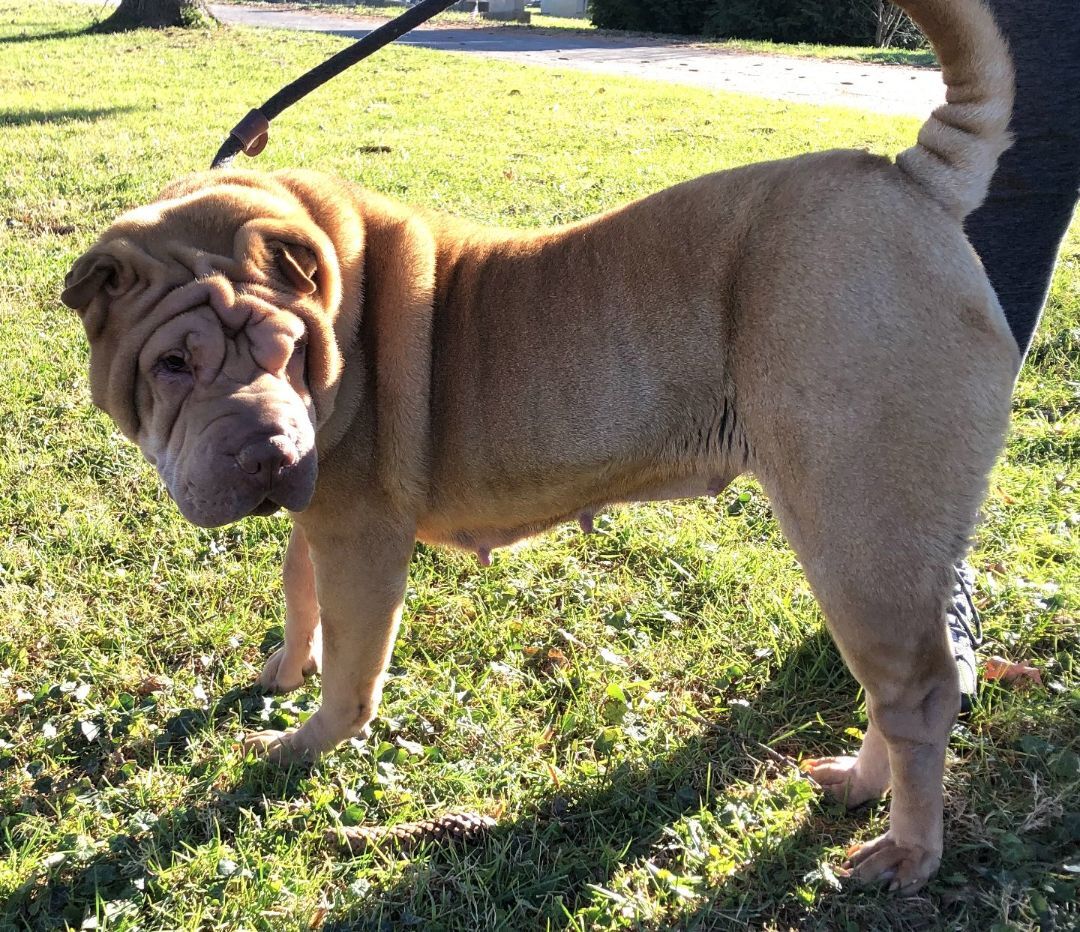 Annie, a Adopted Shar-Pei in Lancaster, PA image 3/6