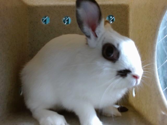 FLUFFY, Adoptable, Adult Male Bunny Rabbit.