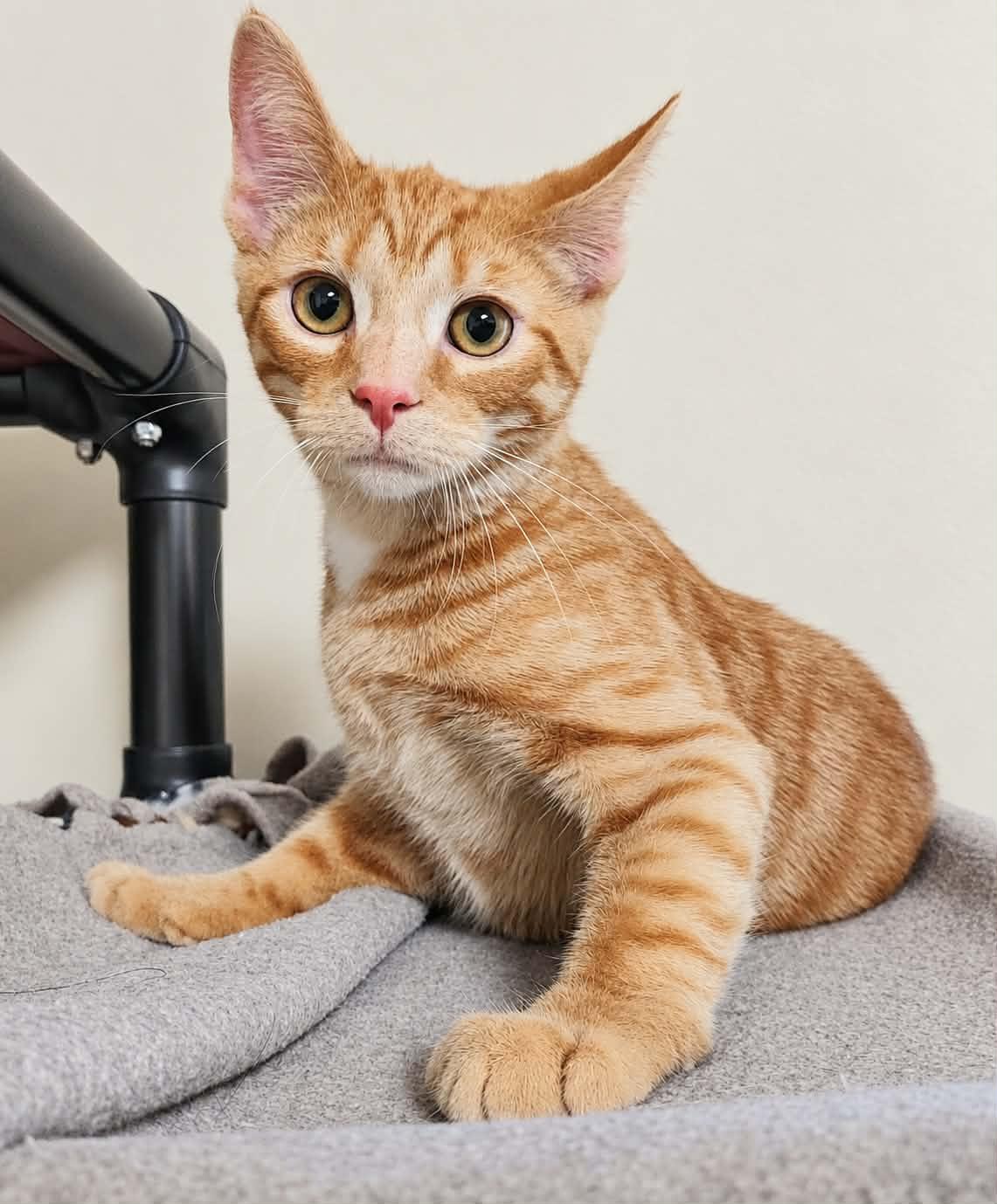 Ernie, Adoptable, Kitten Male Domestic Short Hair.