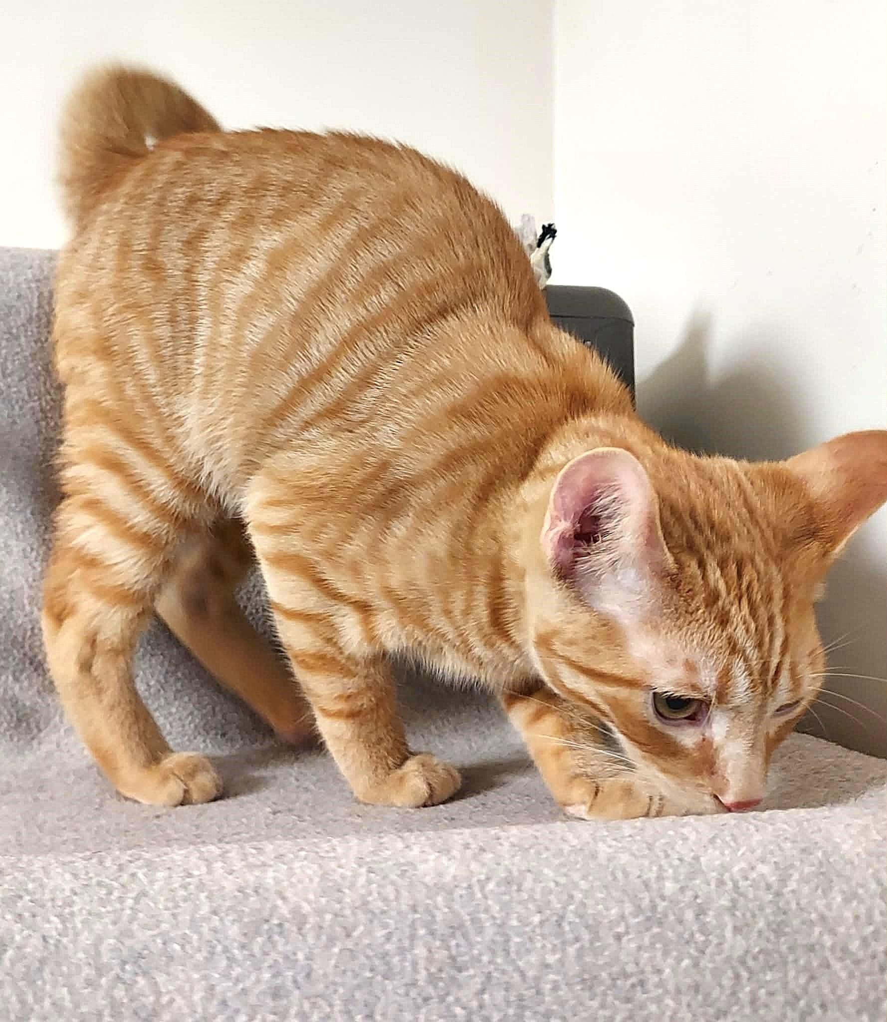 Enlarge Ernie, a Adoptable Domestic Short Hair in Falls Creek, PA image 2/2