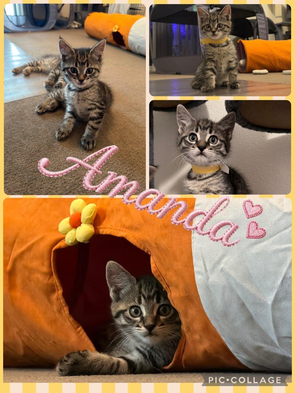 Amanda, Adoptable, Kitten Female Domestic Short Hair.