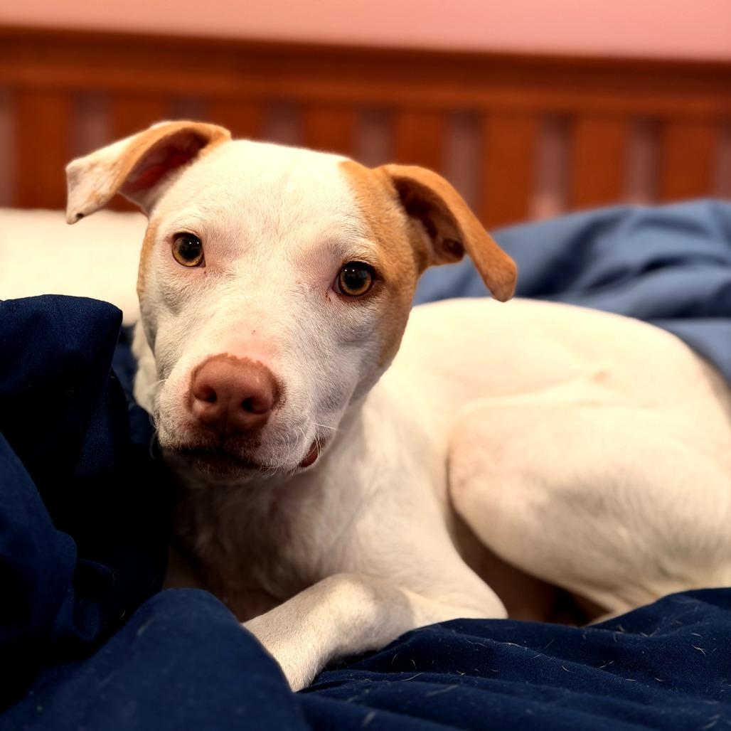 Enlarge Tess, a Adoptable Mixed Breed in Reston, VA image 1/6