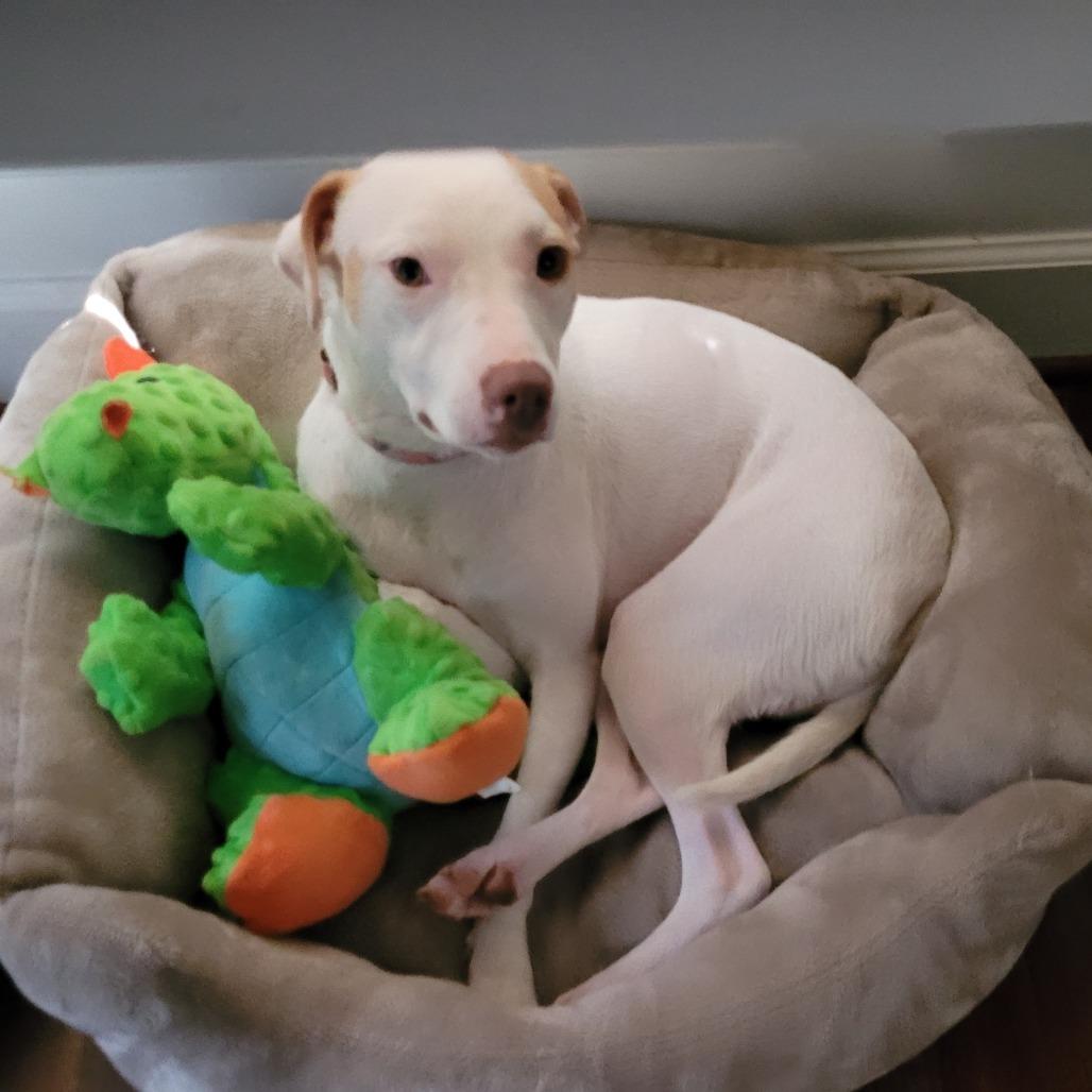 Tess *Adoption Pending*, a Adoptable Mixed Breed in Leesburg, VA image 2/5