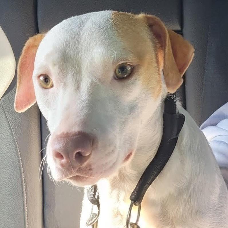 Tess, a Adoptable Mixed Breed in Reston, VA image 2/6