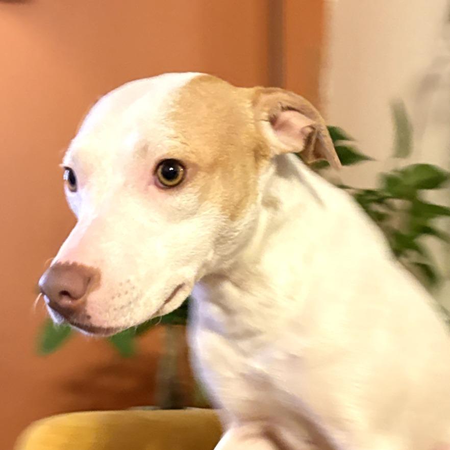 Tess, a Adoptable Mixed Breed in Reston, VA image 3/6