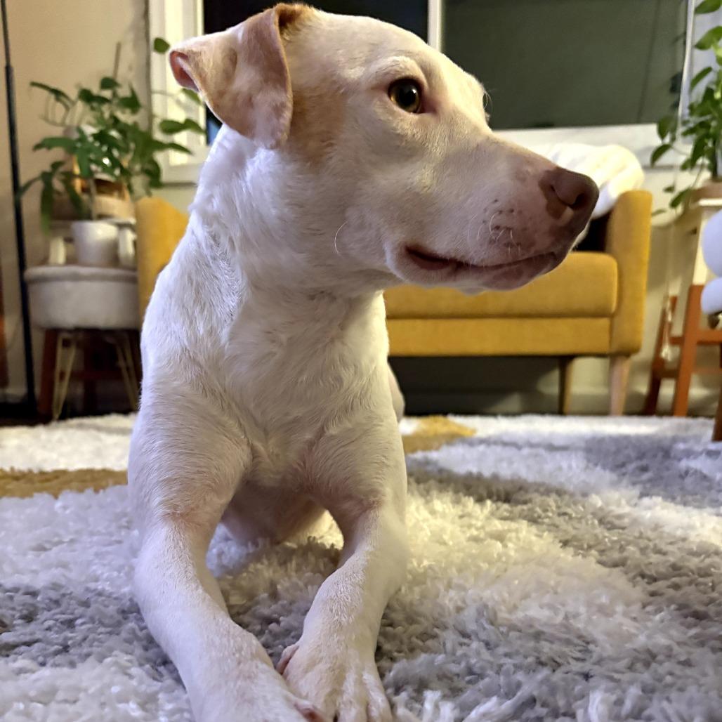 Enlarge Tess, a Adoptable Mixed Breed in Reston, VA image 3/6