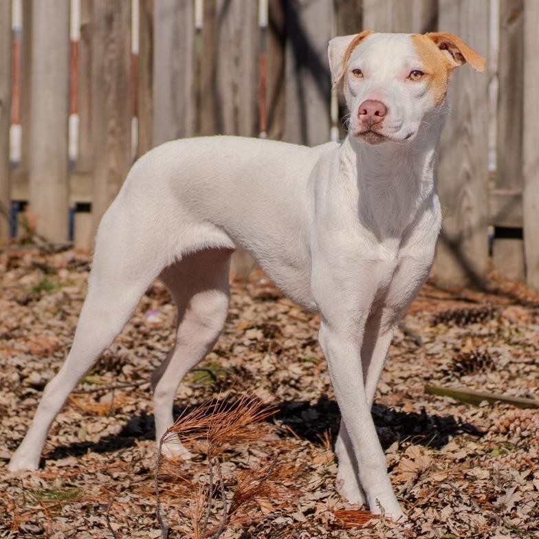 Tess, Adoptable, Young Female Mixed Breed.