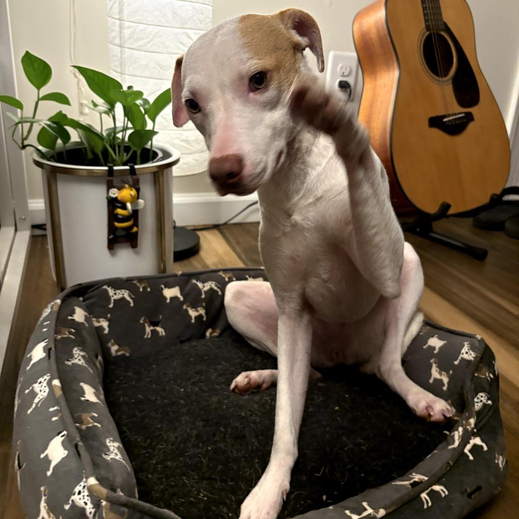 Enlarge Tess, a Adoptable Mixed Breed in Reston, VA image 4/6