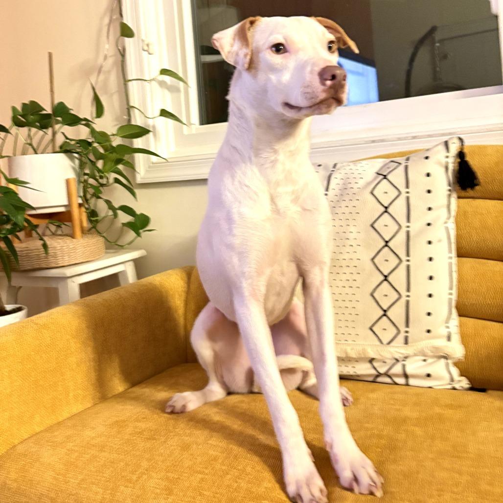 Enlarge Tess, a Adoptable Mixed Breed in Reston, VA image 5/6