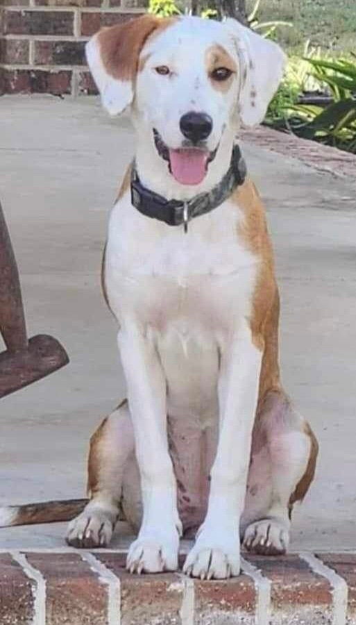 Enlarge Millie, a Adopted mixed breed in Florala, AL image 1/4