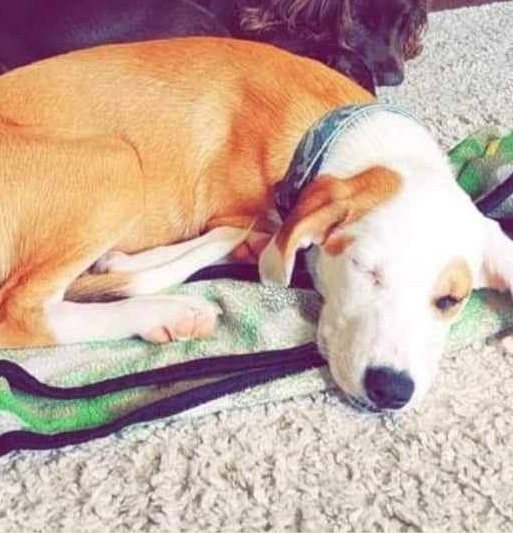 Enlarge Millie, a Adopted mixed breed in Florala, AL image 2/4