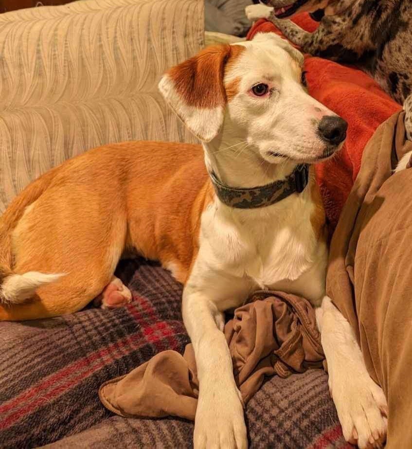 Enlarge Millie, a Adopted mixed breed in Florala, AL image 3/4