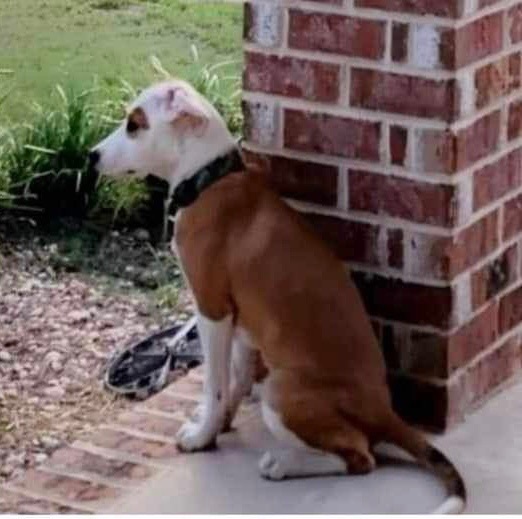 Enlarge Millie, a Adopted mixed breed in Florala, AL image 4/4