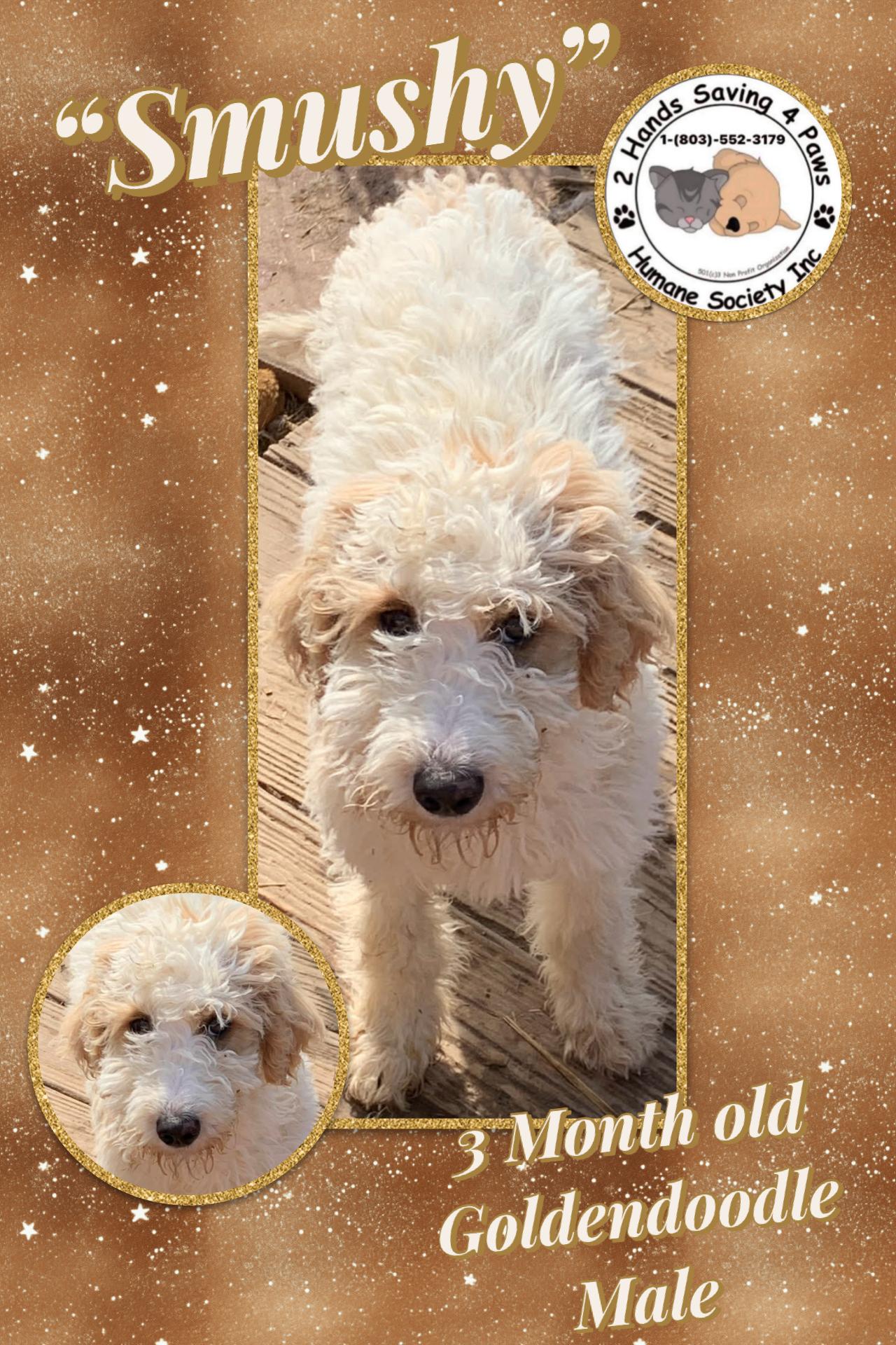Enlarge Smushy, a Adoptable Goldendoodle in Totowa, NJ image 1/1