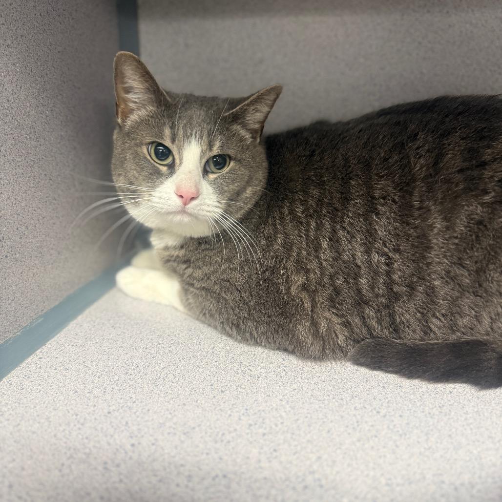 Enlarge Zazu, a Adoptable American Shorthair in Collinsville , OK image 1/2