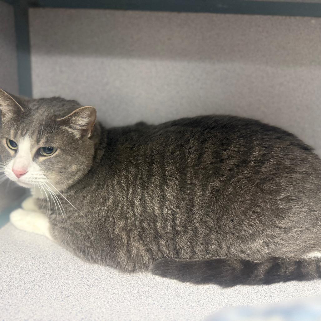 Enlarge Zazu, a Adoptable American Shorthair in Collinsville , OK image 2/2