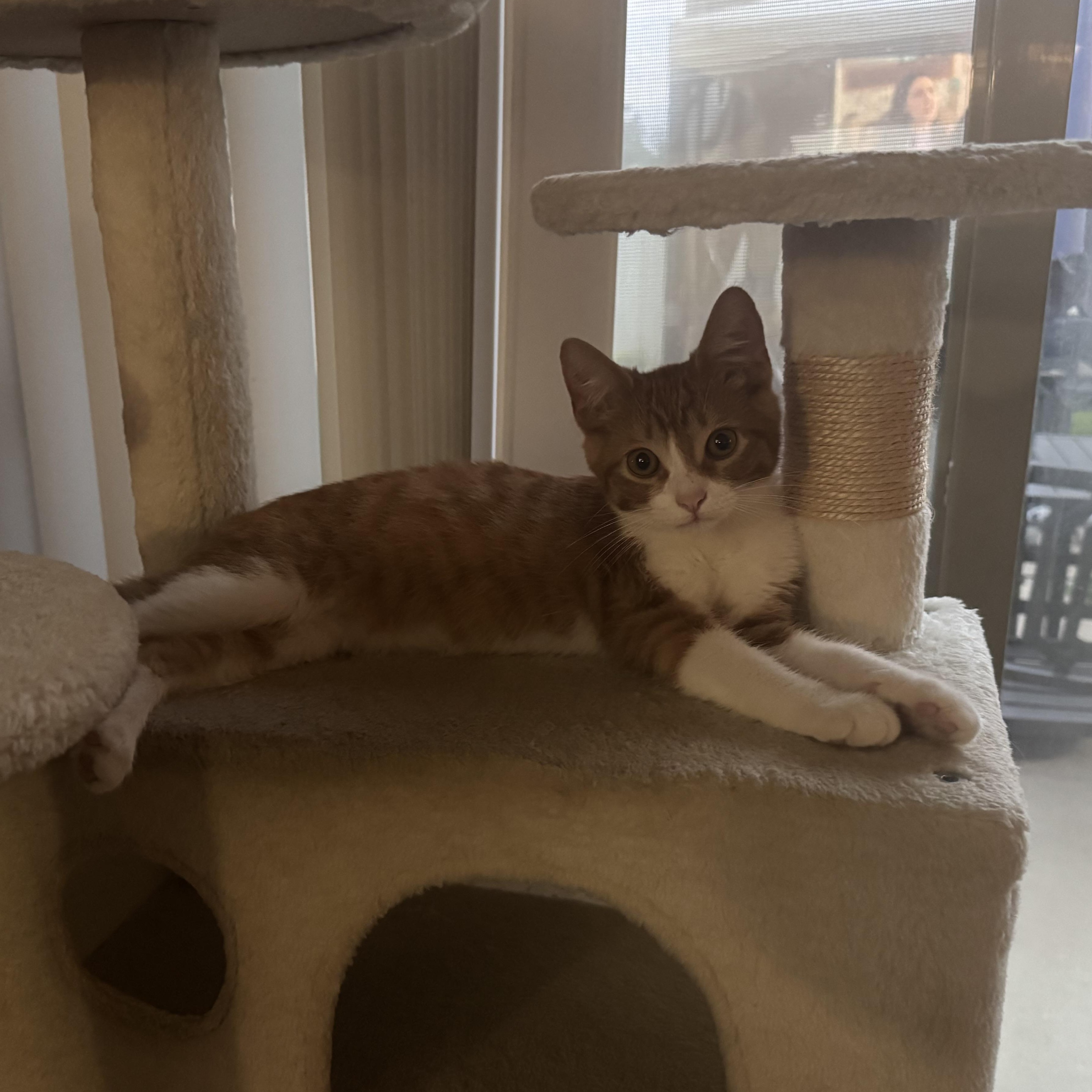Enlarge Theodore, a Adoptable Tabby in Livonia, MI image 2/3