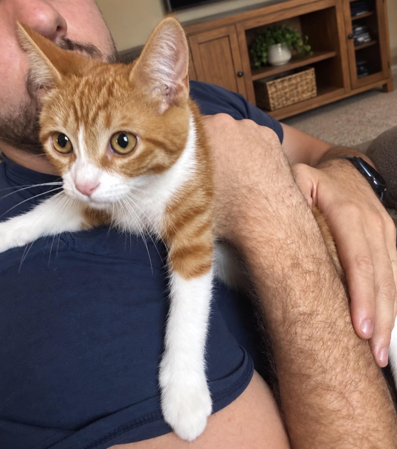 Enlarge Theodore, a Adoptable Tabby in Livonia, MI image 1/3