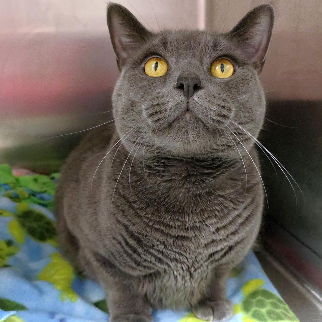 Ash, Adoptable, Adult Male Domestic Short Hair.