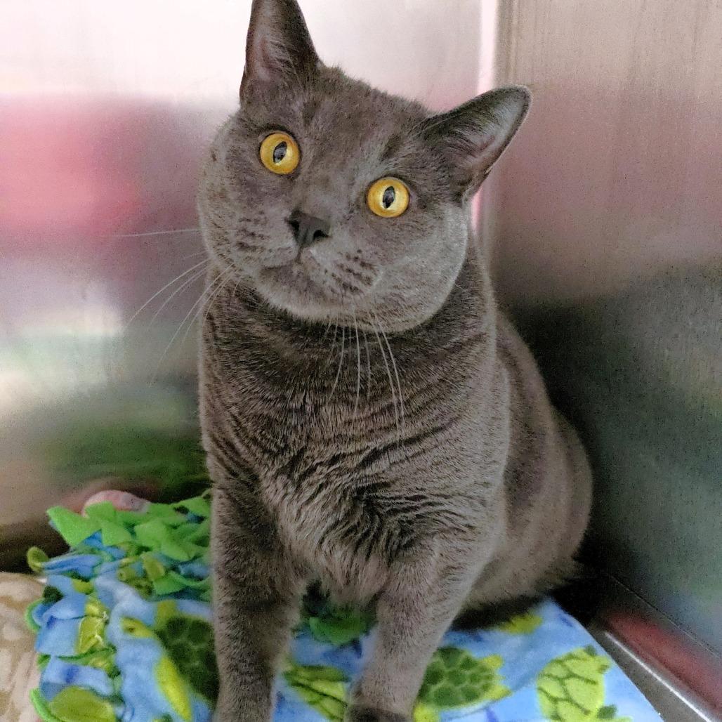 Enlarge Ash, a Adoptable Domestic Short Hair in Michigan City, IN image 2/6