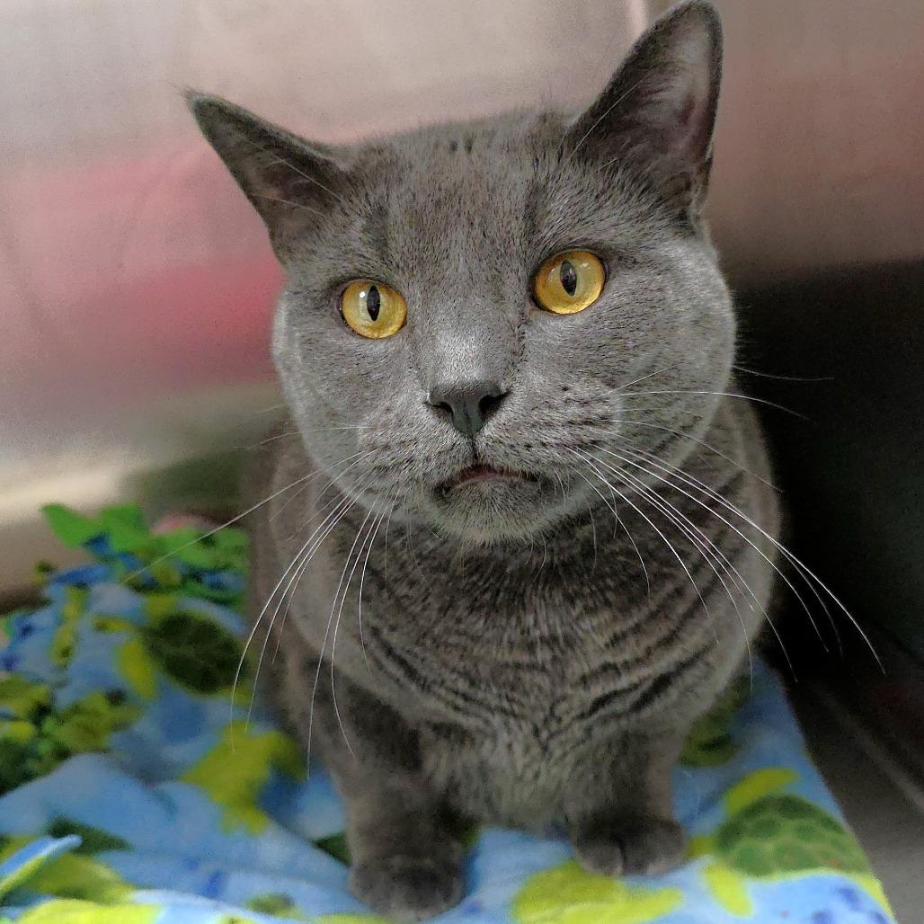 Enlarge Ash, a Adoptable Domestic Short Hair in Michigan City, IN image 3/6