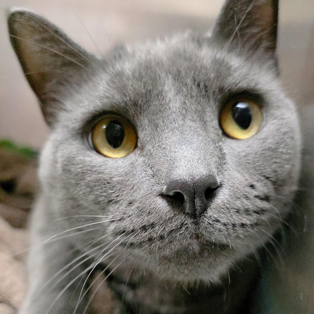 Enlarge Ash, a Adoptable Domestic Short Hair in Michigan City, IN image 4/6