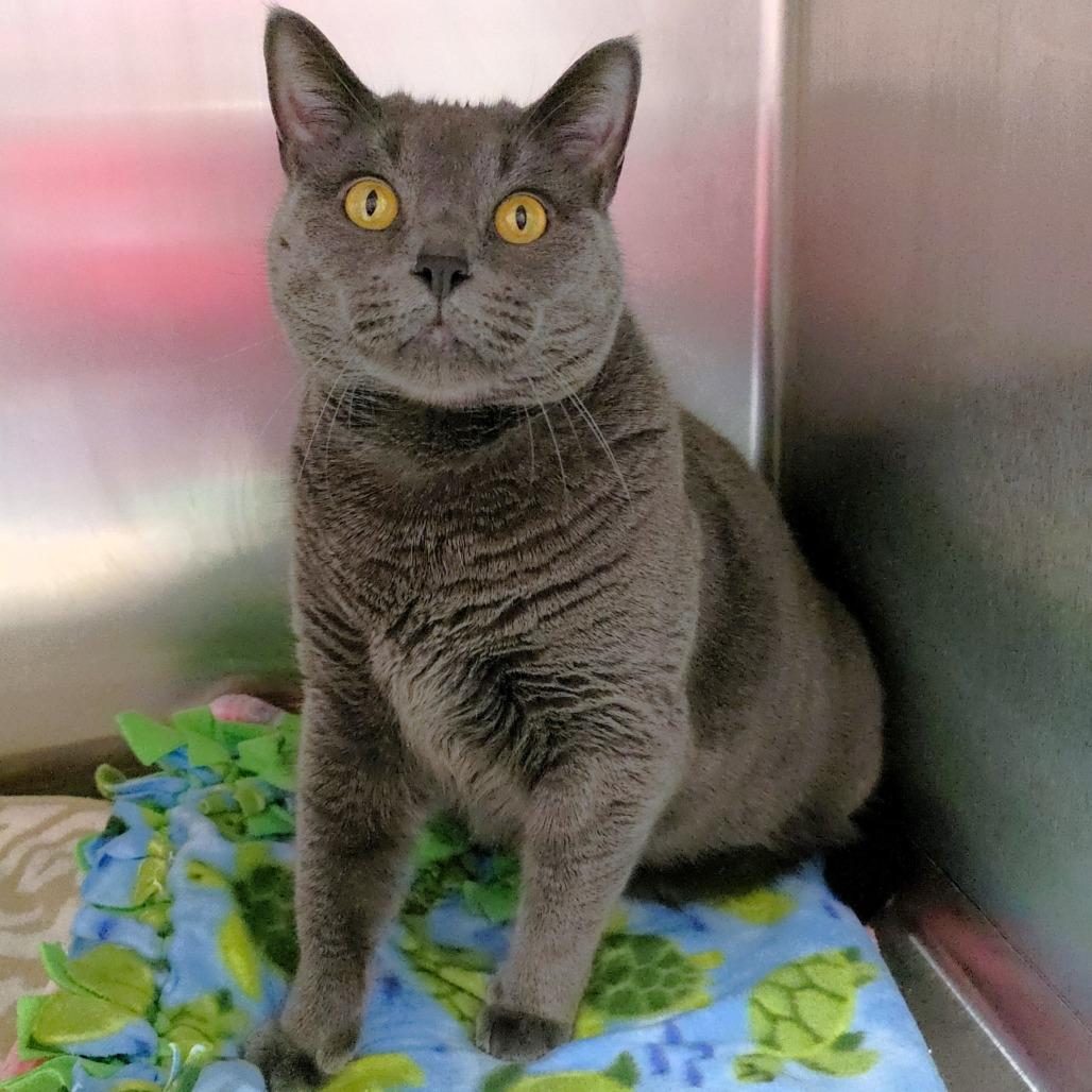 Enlarge Ash, a Adoptable Domestic Short Hair in Michigan City, IN image 6/6