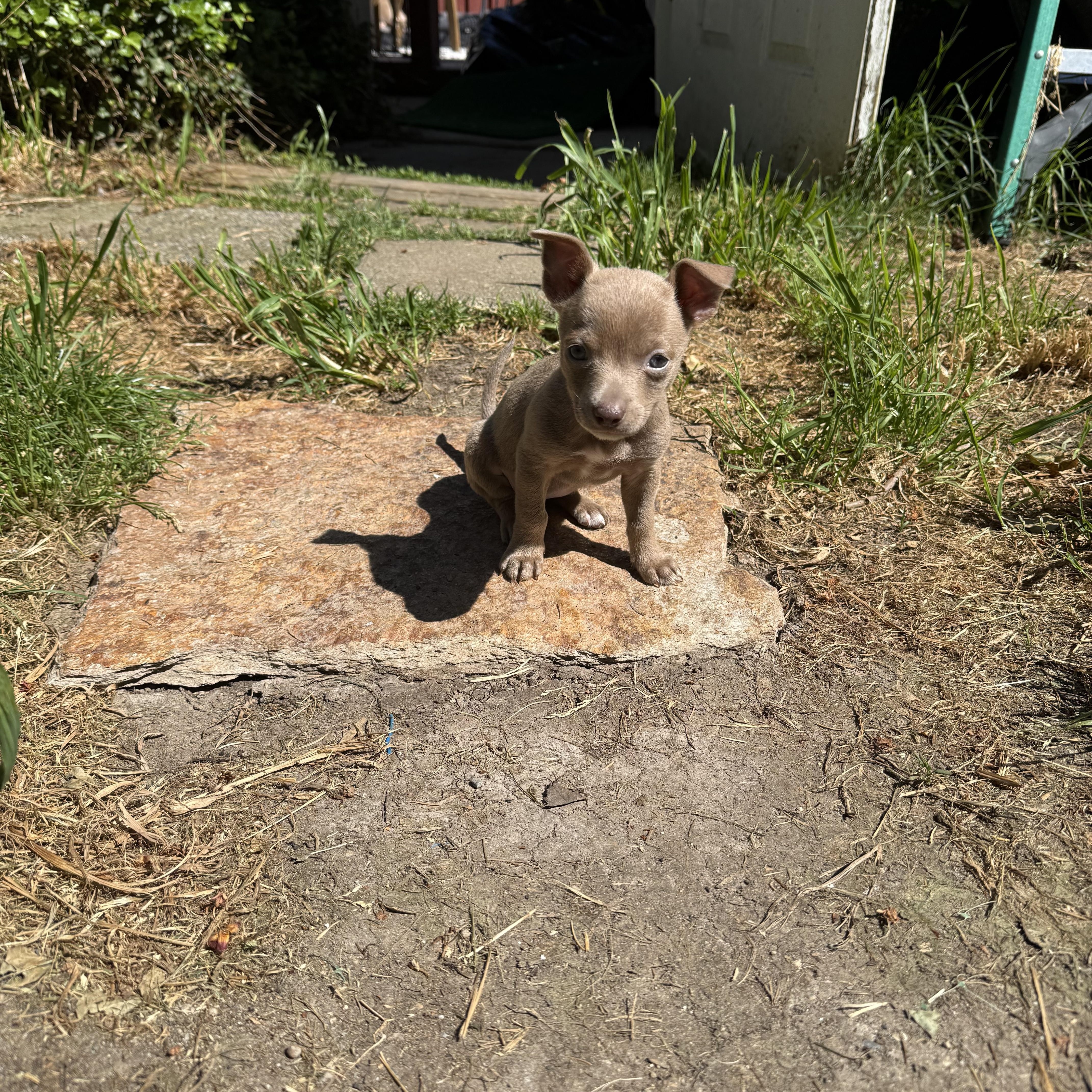 Daiquiri, a ADOPTABLE mixed breed in Lacey, WA image 2/6