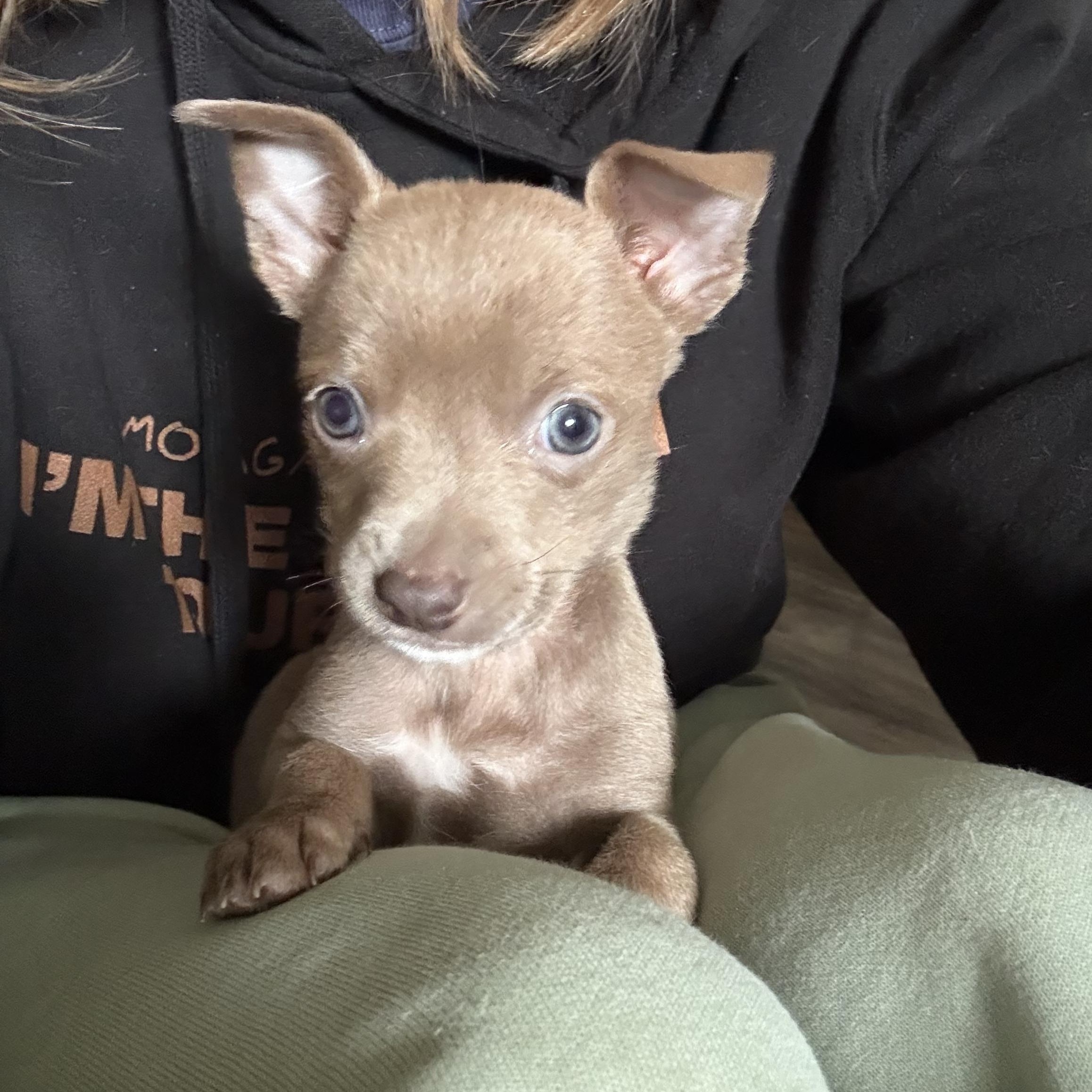 Daiquiri, a ADOPTABLE mixed breed in Lacey, WA image 4/6